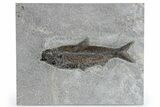 Detailed Fossil Fish (Knightia) - Exceptionally Large Specimen #269779-1